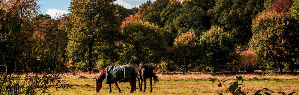 Ticks and your horse