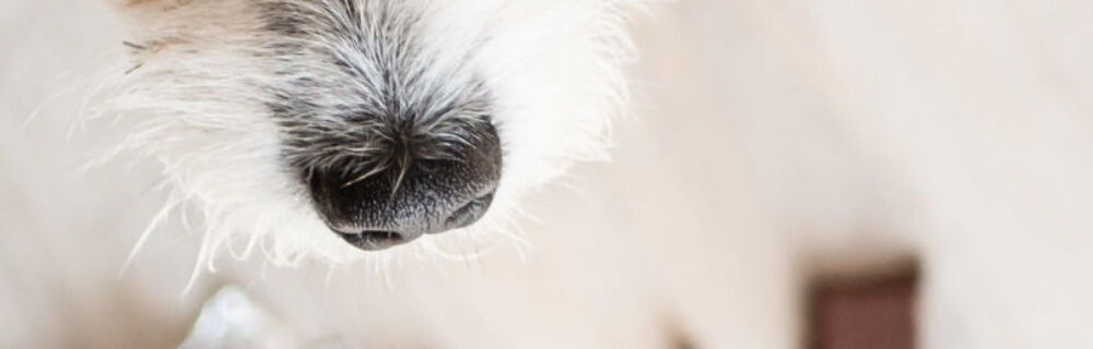 Was tun wenn mein Hund Schokolade gefressen hat?