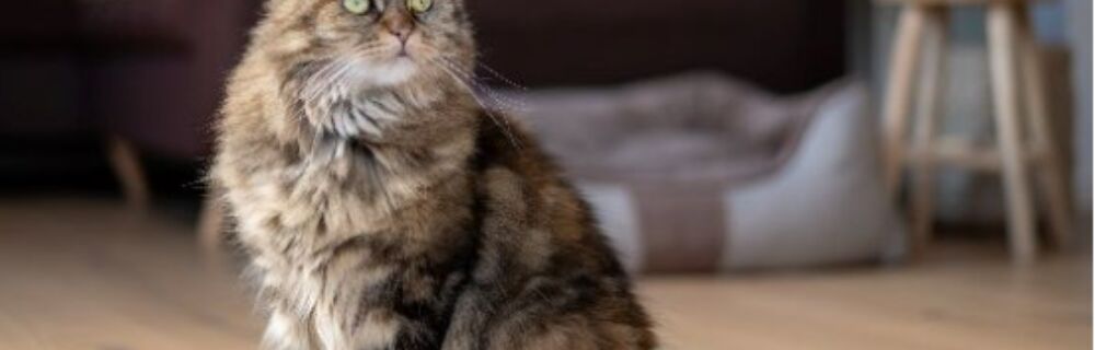 Was kannst du tun, wenn deine Katze Haarballen erbricht?