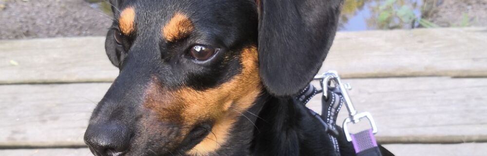 Uffi- koira pelkäsi kaikkea