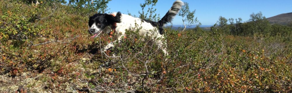 3 smarte tips til utendørsaktiviteter med hunden