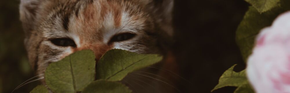 Common Ear Problems in Cats