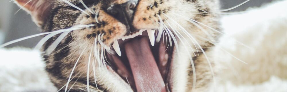 Kattens fordøjelsessystem: anatomi og funktioner