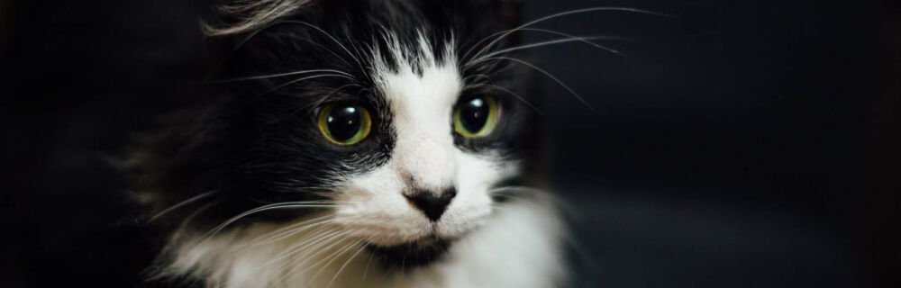 Vomiting and Diarrhea in Cats