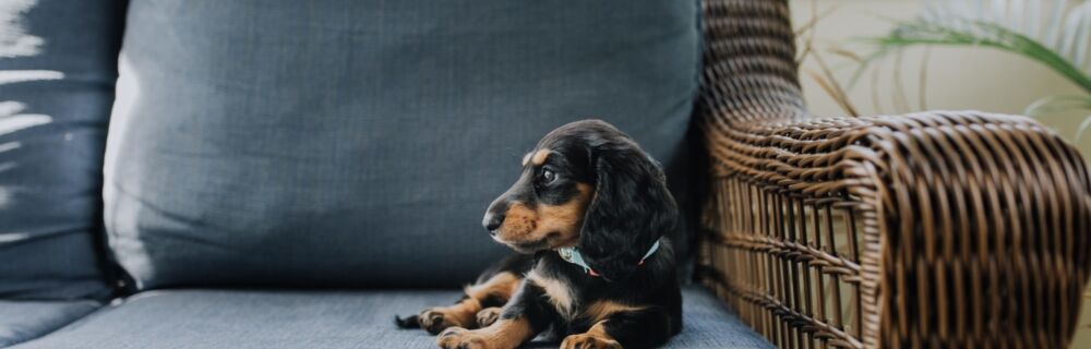 Vomiting and Diarrhea in Dogs