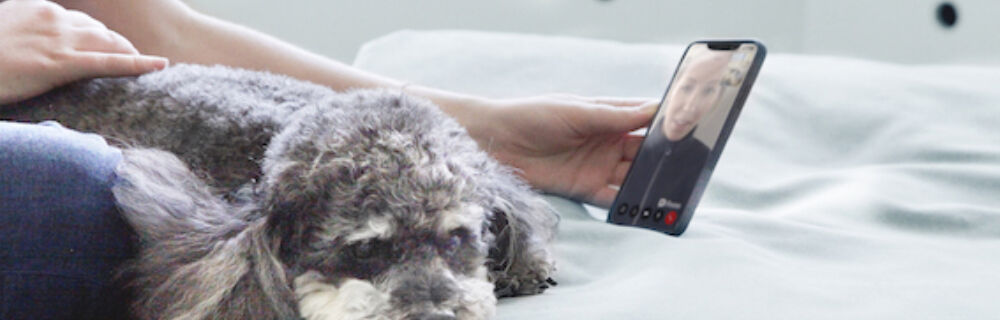 Wie du dein Haustier zu Hause untersuchen kannst: Eine Schritt-für-Schritt-Anleitung
