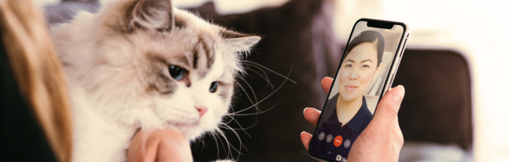 Telemedizin - Vorteile für dich und dein Haustier optimal nutzen