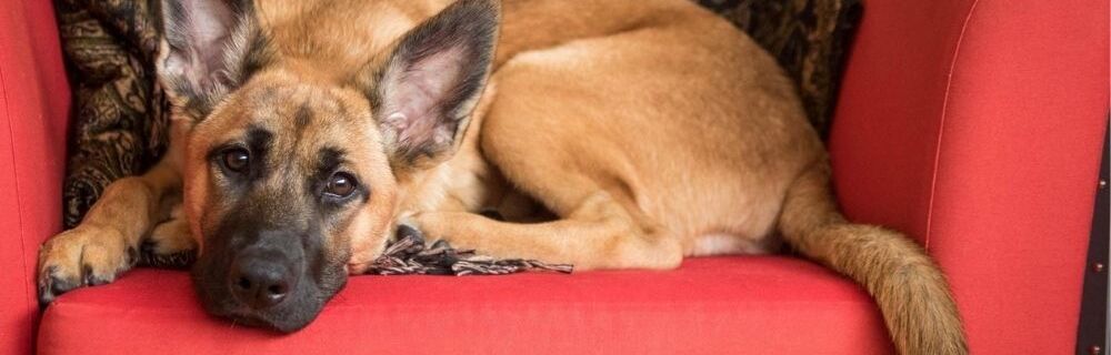 Are shock collars really that bad?