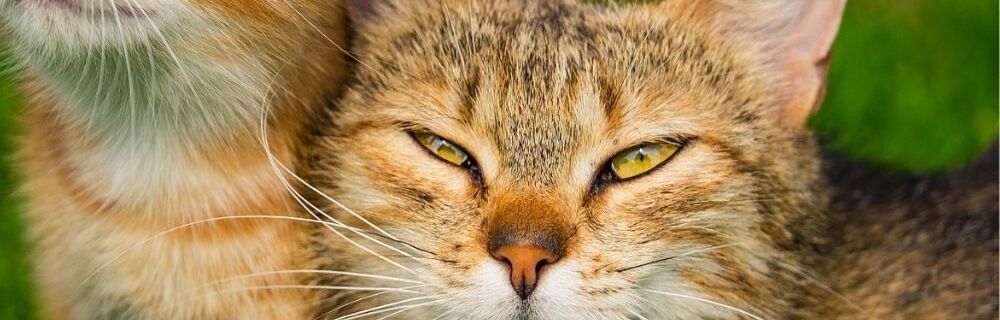 How to reduce stress in multi-cat households