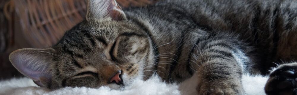 Diarré og opkast hos kat