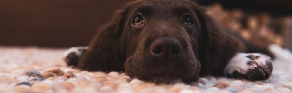 Diarré og opkast hos hund