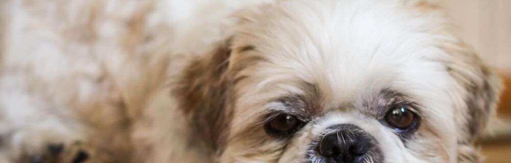 What is contact allergy in dogs?