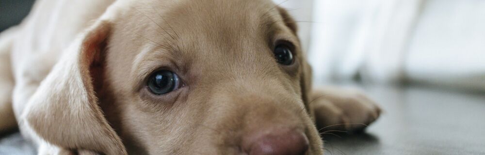 Ditch the Itch:  Skin Allergies in Dogs