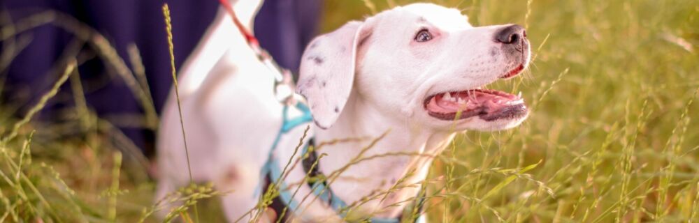 What is atopy or atopic dermatitis of dogs?