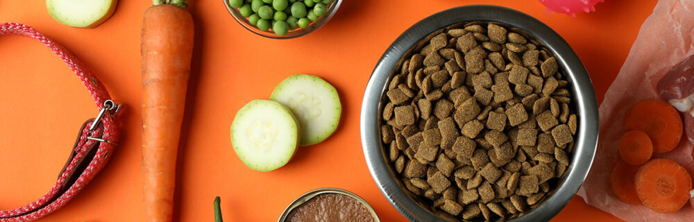 Guide – allt du behöver veta om antioxidanter för din hund