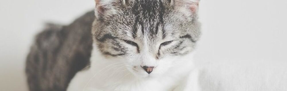 Kräkning och diarré hos katt