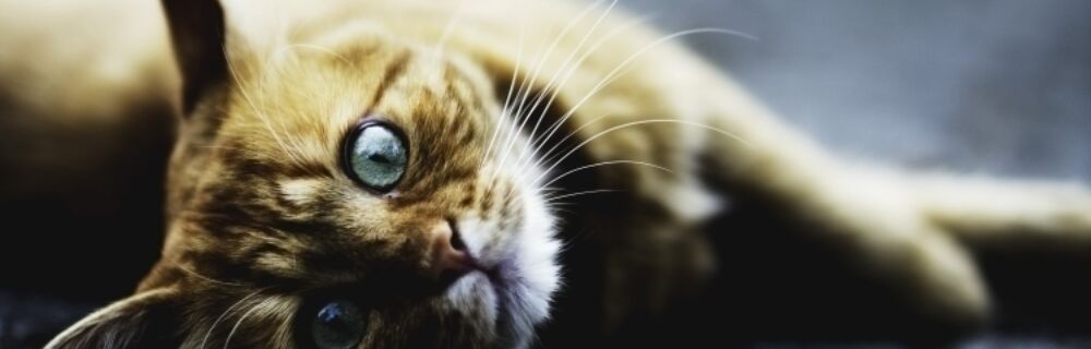 Virtsateiden tukos kissalla