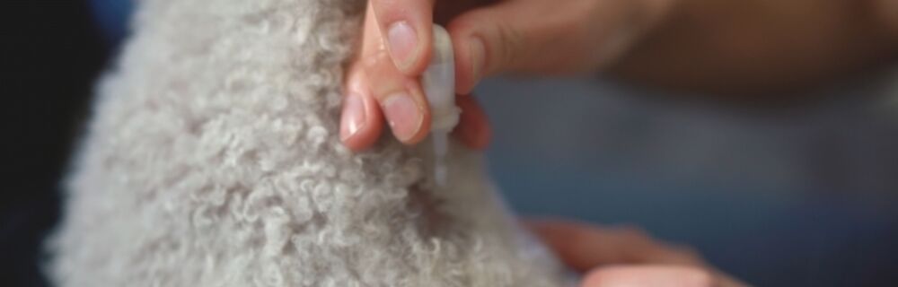 Så ger du droppar (spot-on preparat) i nacken på din hund