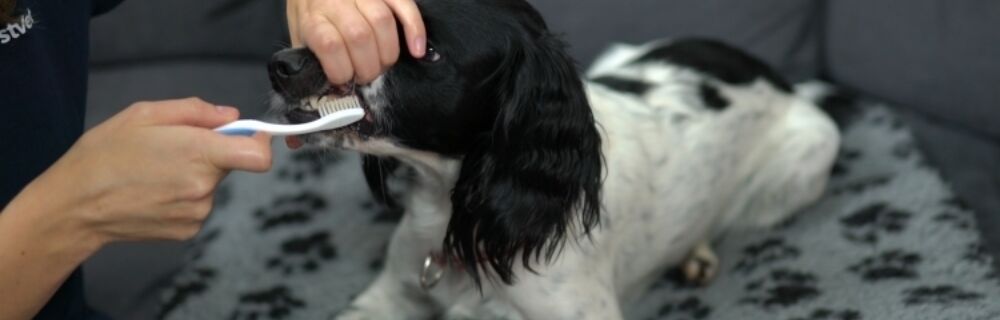 Borsta hundens tänder - därför är det viktigt och så går du bäst tillväga