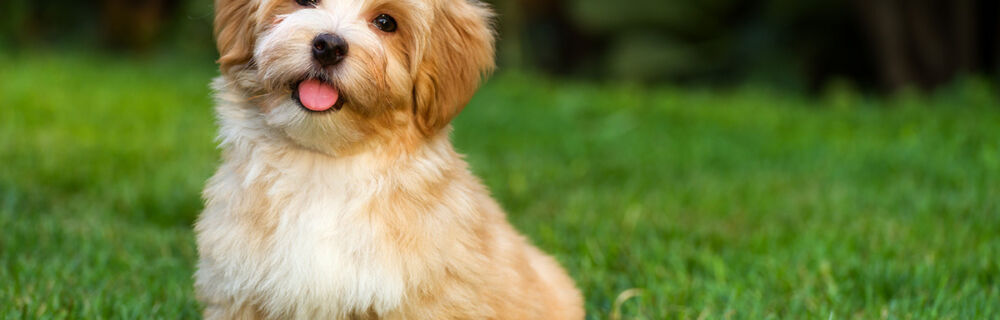 Lär känna hundrasen – Bichon Havanais