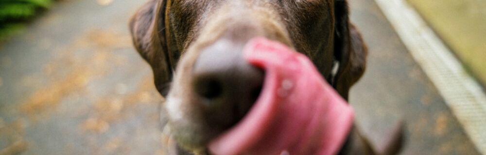 My dog has a swollen face