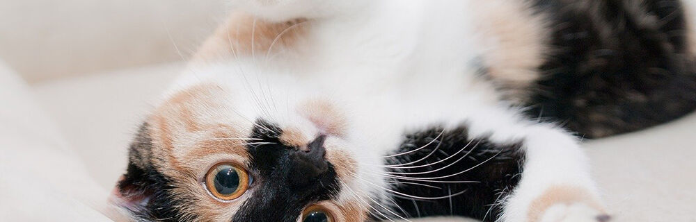 Sådan giver du din kat medicin