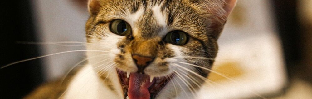 Katzen impfen: Wie oft? Ab wann? Kosten & mehr