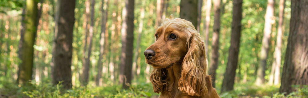 Lär känna hundrasen – Engelsk cockerspaniel