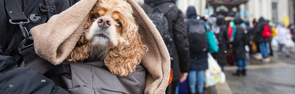4 måter å hjelpe dyr som rammes av krig