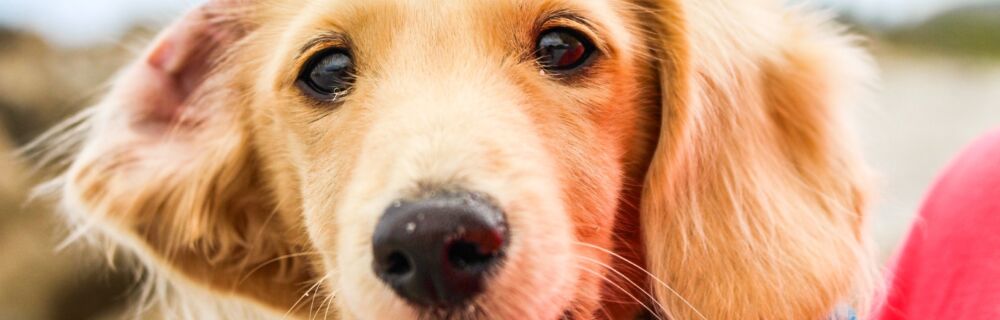 Common Ear Problems in Dogs