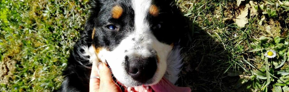 Tandfraktur hos hund