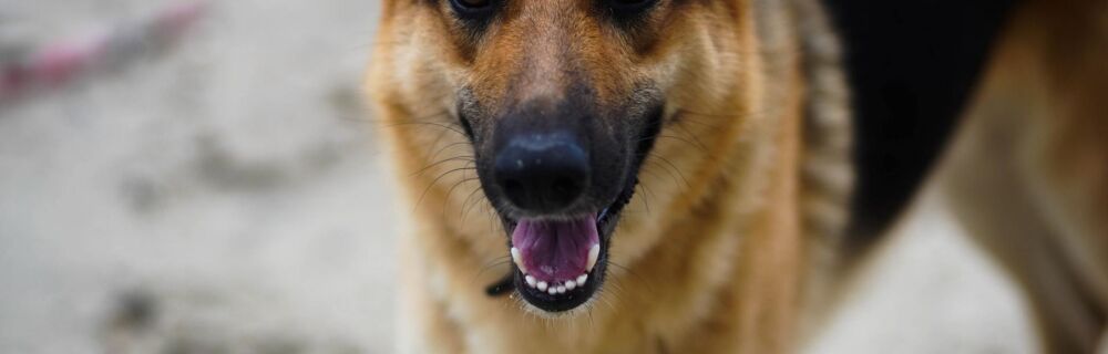 Nedsat bugspytkirtelfunktion (EPI) hos hund og kat