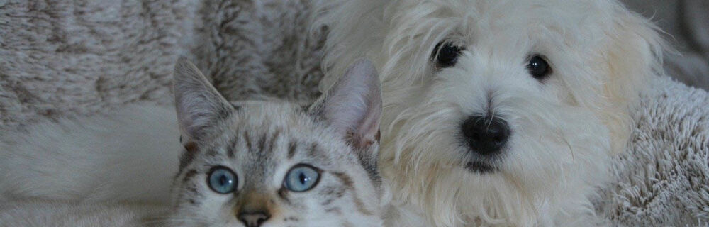 Feber hos hund og katt