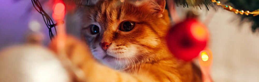 Slik feirer du en trygg jul med din katt