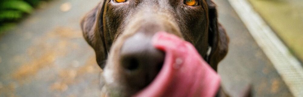 Skånekost for hund og katt