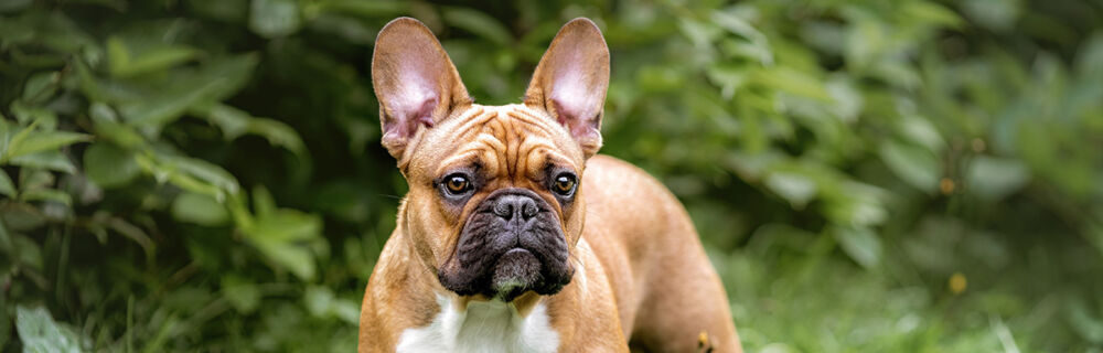 Lär känna hundrasen – Fransk bulldog