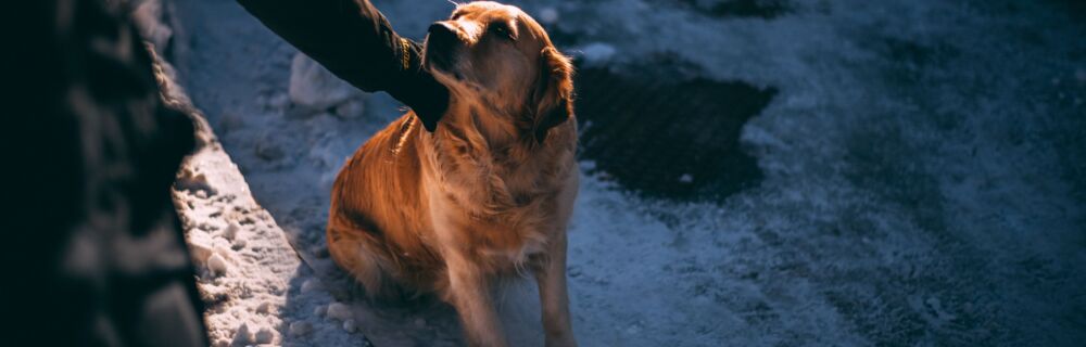 9 viktige vintertips til deg med hund