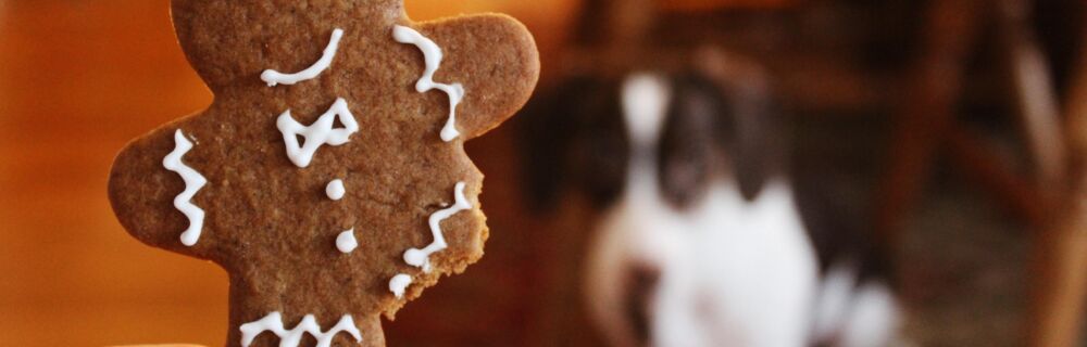 Ist Lebkuchen für Hunde und Katzen gefährlich?