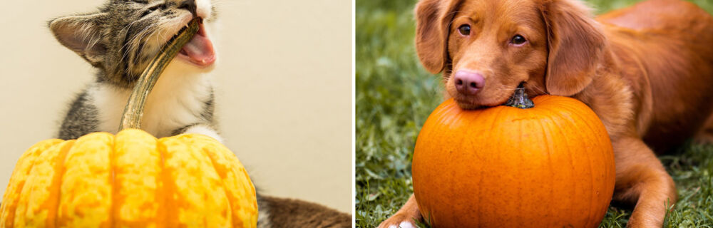 Halloween hazards and Bonfire Night - how to keep your pet safe