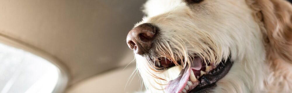 Heatstroke in dogs - what signs should you look out for?