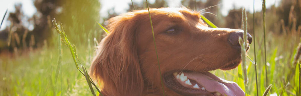 Så skyddar du hunden bäst mot fästingar