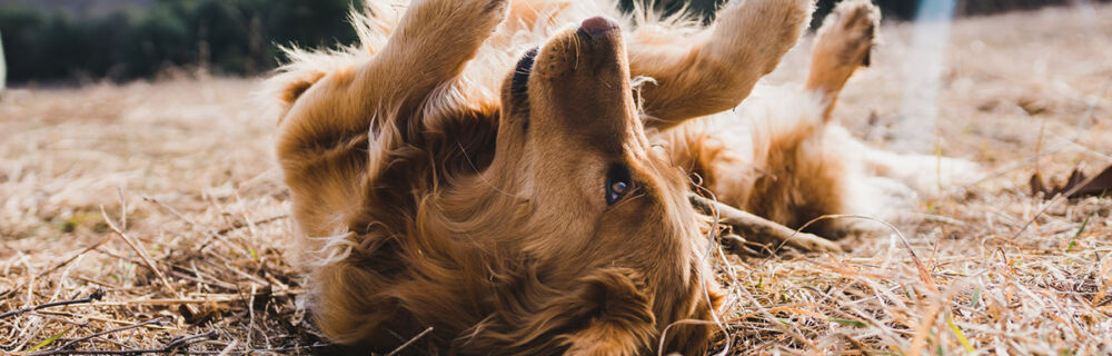 Klåda och hudproblem hos hund
