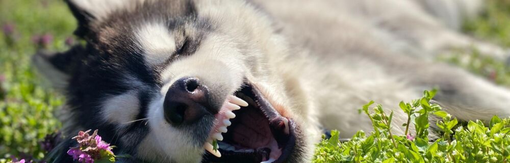 Which plants are toxic or safe for your dog and cat?