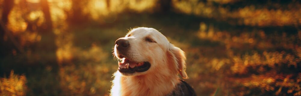 Is it OK to pluck the hair from my dog’s ears?