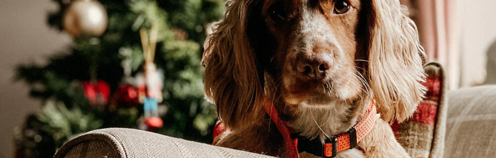Slik feirer du en trygg jul med din hund