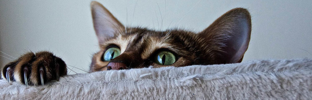 Erbrechen bei Katzen: Was tun?