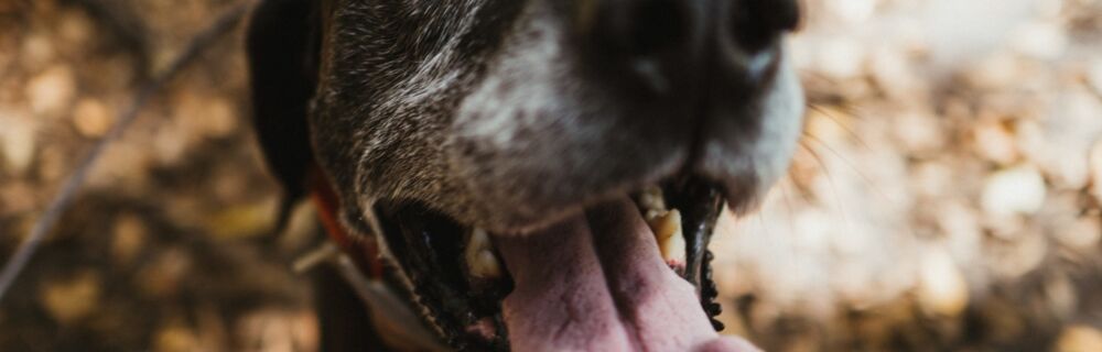 Koiran kennelyskä - oireet ja hoito