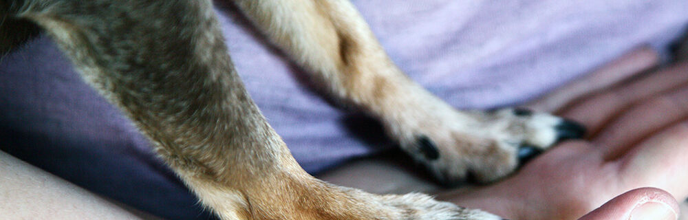 Krallen schneiden beim Hund: Deine Komplett-Anleitung