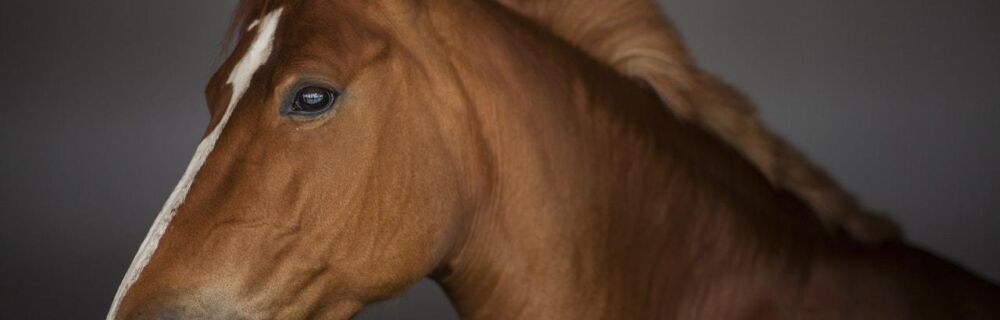 Kotledsinflammation (artrit) hos häst - symptom och behandling