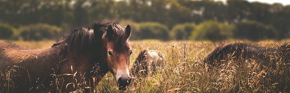 Equine Metabolic Syndrome (EMS) hos heste